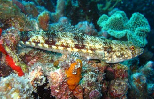 Variegated Lizardfish | Synodus variegatus photo