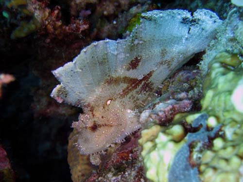 Leaf Scorpionfish | Taenianotus triacanthus photo