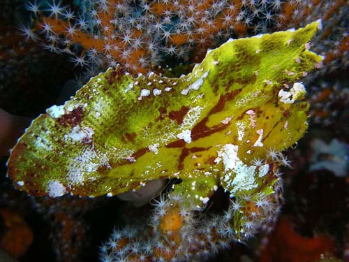 Leaf Scorpionfish | Taenianotus triacanthus photo