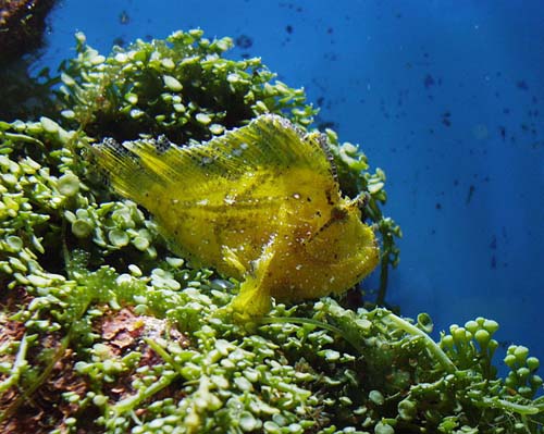 Leaf Scorpionfish | Taenianotus triacanthus photo