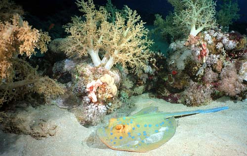 Blue-spotted Fantail Ray | Taeniura lymma photo