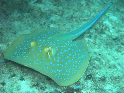 Blue-spotted Fantail Ray | Taeniura lymma photo