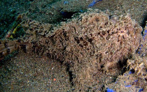 Blackspot Anglerfish | Tathicarpus butleri photo