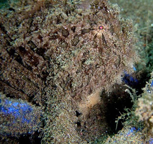 Blackspot Anglerfish | Tathicarpus butleri photo