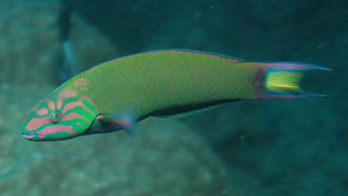 Moon Wrasse | Thalassoma lunare photo