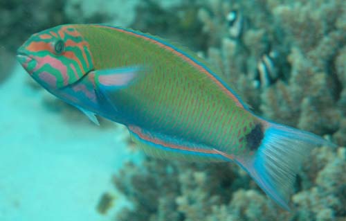 Moon Wrasse | Thalassoma lunare photo