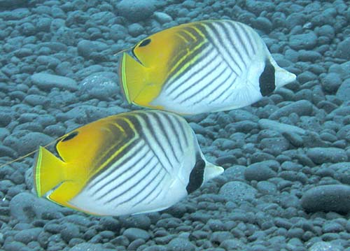 Threadfin Butterflyfish | Chaetodon auriga photo