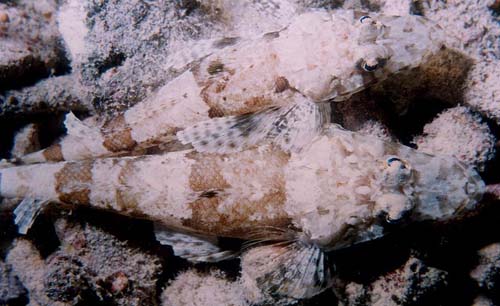 Longsnout Flathead | Thysanophrys chiltonae photo