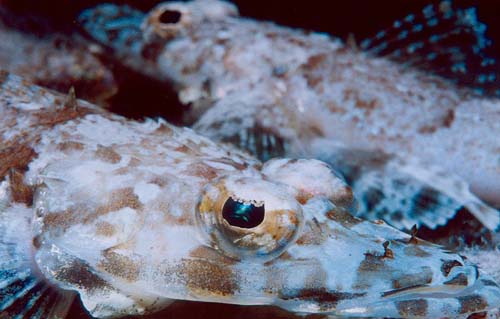 Longsnout Flathead | Thysanophrys chiltonae photo