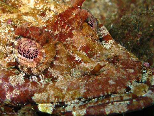 Tasselsnout Flathead | Thysanophrys cirronasa photo