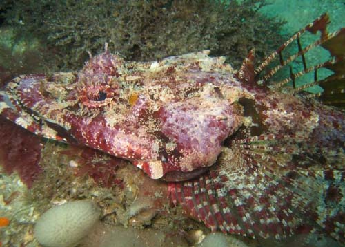 Tasselsnout Flathead | Thysanophrys cirronasa photo