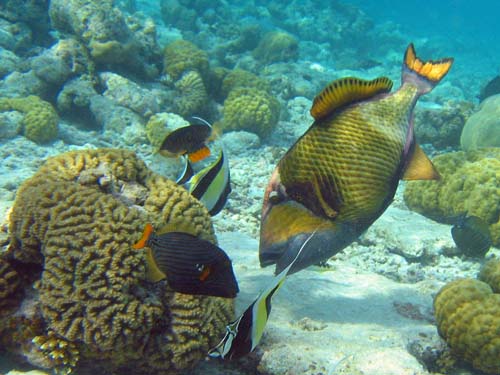 Titan Triggerfish | Balistoides viridescens photo