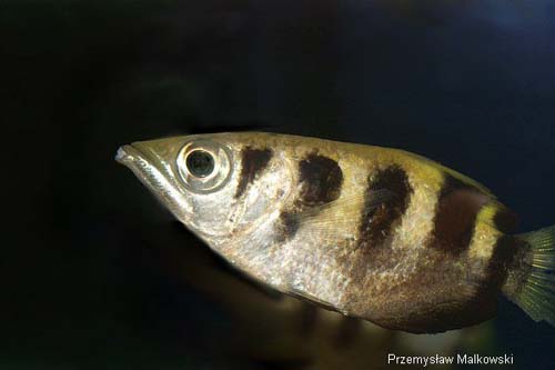 Seven-spot Archerfish | Toxotes chatareus photo