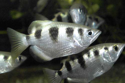 Banded Archerfish | Toxotes jaculatrix photo