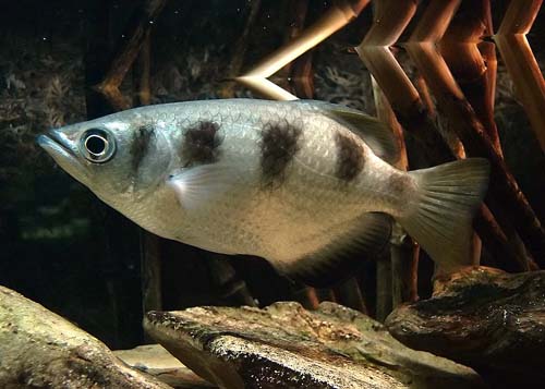 Banded Archerfish | Toxotes jaculatrix photo