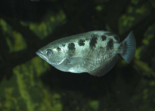 Banded Archerfish | Toxotes jaculatrix photo