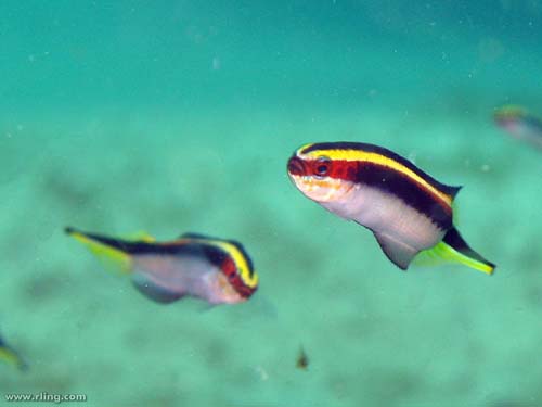 Eastern Hulafish | Trachinops taeniatus photo