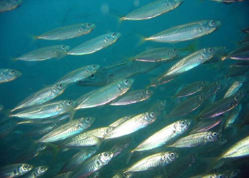 Common Jack Mackerel | Trachurus declivis photo