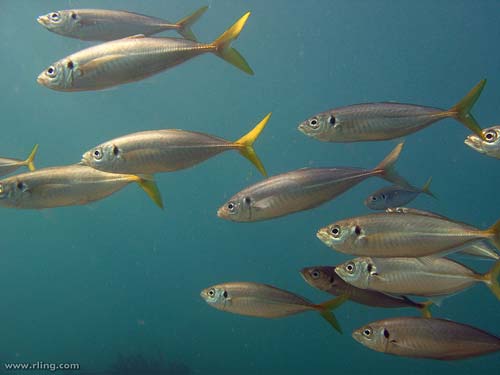 Yellowtail Scad | Trachurus novaezelandiae photo