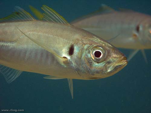 Yellowtail Scad | Trachurus novaezelandiae photo