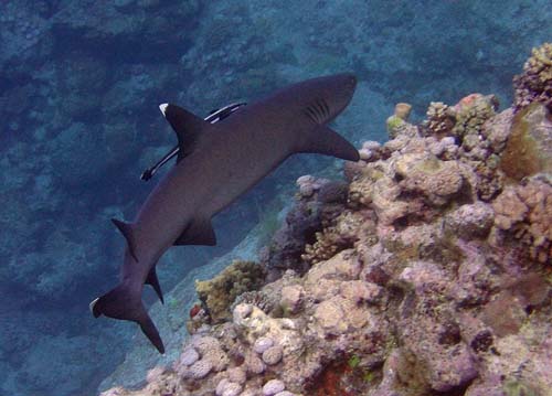 Whitetip Reef Shark | Triaenodon obesus photo