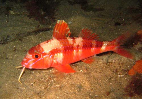 Blue-lined Goatfish | Upeneichthys lineatus photo