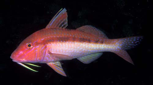 Blue-lined Goatfish | Upeneichthys lineatus photo