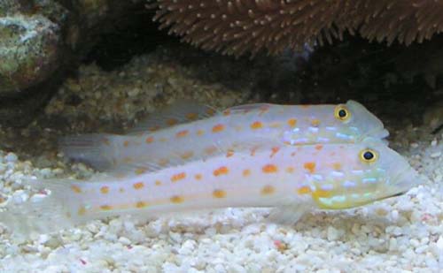 Orange-dashed Goby | Valenciennea puellaris photo