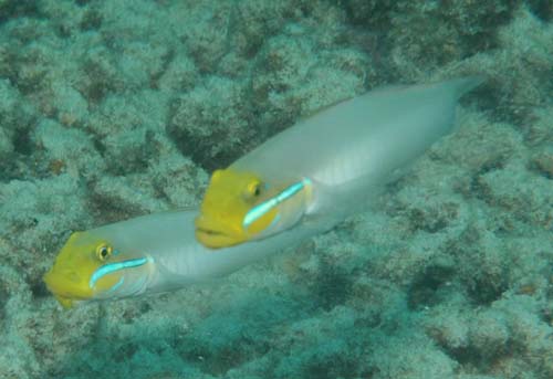 Blueband Goby | Valenciennea strigata photo