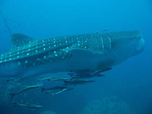 Whale Shark | Rhincodon typus photo