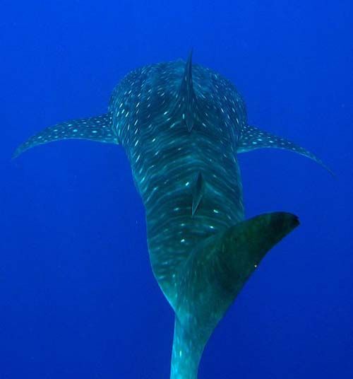 Whale Shark | Rhincodon typus photo