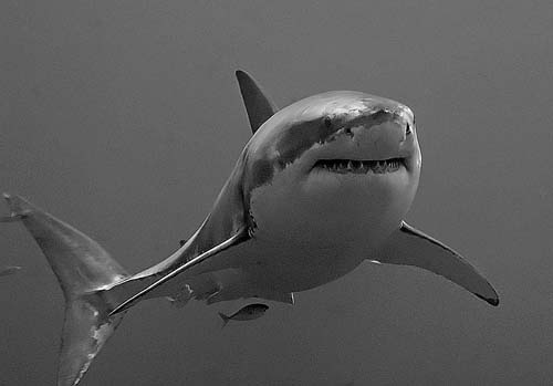 Great White Shark | Carcharodon carcharias photo