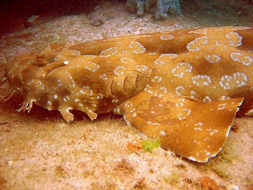 Spotted Wobbegong | Orectolobus maculatus photo