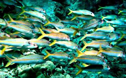 Yellow Goatfish | Mulloidichthys vanicolensis photo