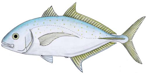 Turrum | Carangoides fulvoguttatus photo