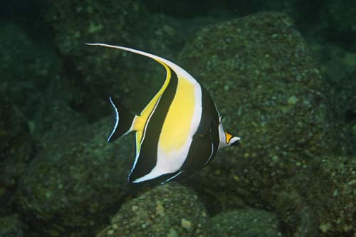 Moorish Idol | Zanclus cornutus photo