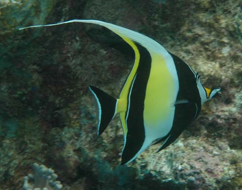 Moorish Idol | Zanclus cornutus photo