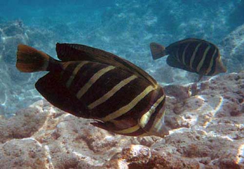 Sailfin Tang | Zebrasoma veliferum photo