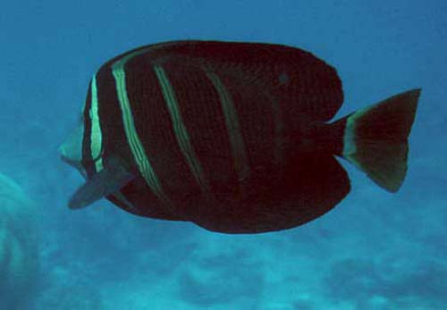 Sailfin Tang | Zebrasoma veliferum photo