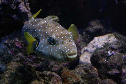 Stars and Stripes Toadfish | Arothron hispidus photo