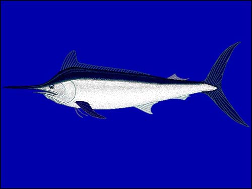 Black Marlin | Makaira indica photo
