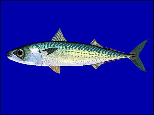 Blue Mackerel | Scomber australasicus photo