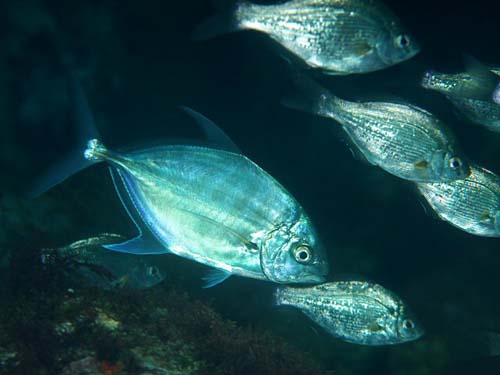 Blue Trevally | Carangoides ferdau photo