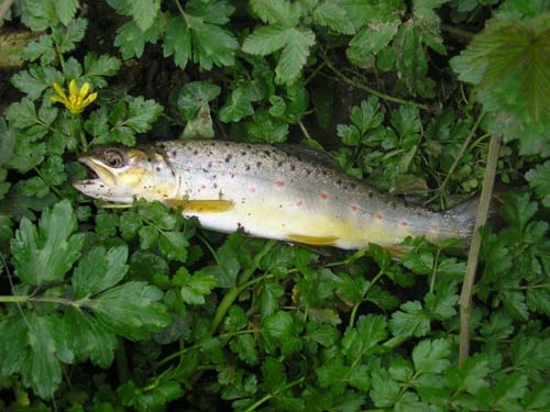 Brown Trout | Salmo trutta photo