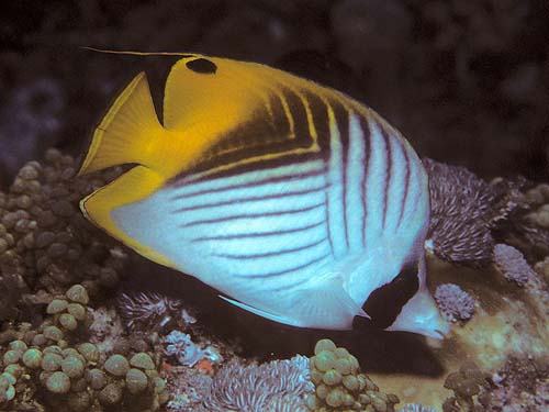 Threadfin Butterflyfish | Chaetodon auriga photo