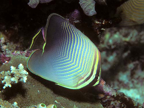 Eastern Triangular Butterflyfish | Chaetodon baronessa photo