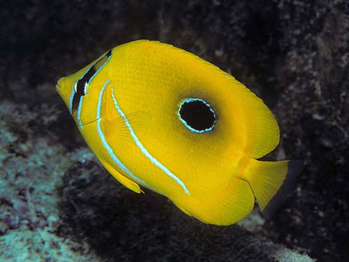 Bennett's Butterflyfish | Chaetodon bennetti photo