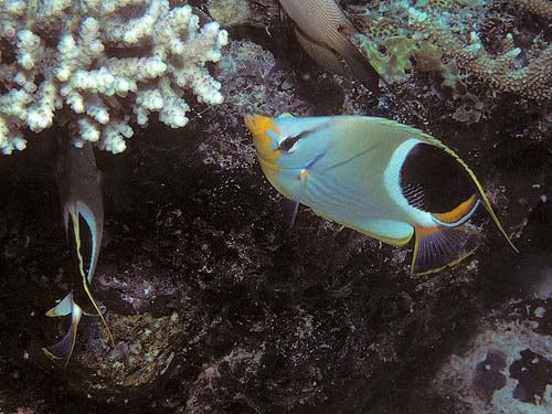 Saddled Butterflyfish | Chaetodon ephippium photo