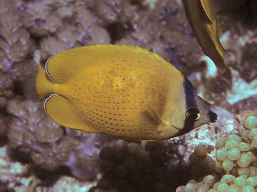 Klein's Butterflyfish | Chaetodon kleinii photo