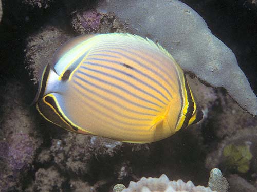 Redfin Butterflyfish | Chaetodon lunulatus photo